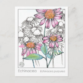Echinacea Materia Medica Kruidenstudie Planten Kaa Briefkaart