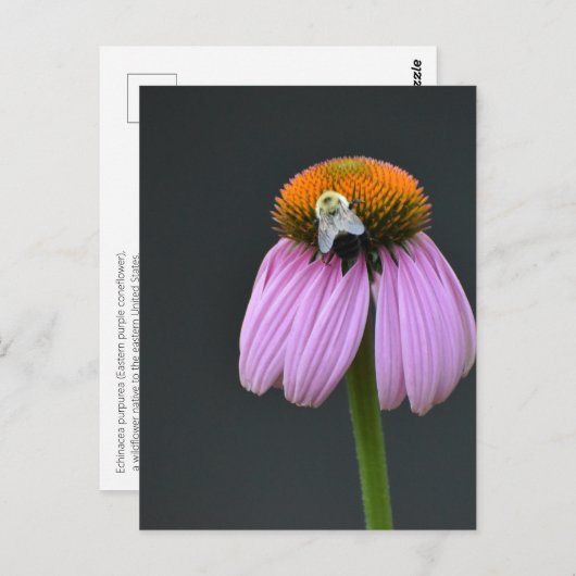 Echinacea paarse coneflower briefkaart (Voorkant / Achterkant)