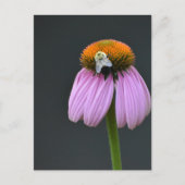Echinacea paarse coneflower briefkaart (Voorkant)