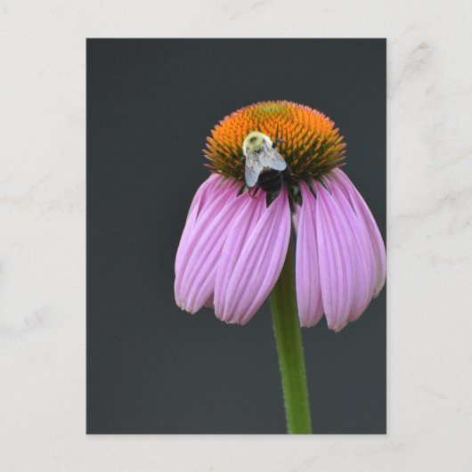 Echinacea paarse coneflower briefkaart (Voorkant)
