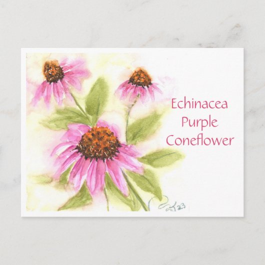 Echinacea Paarse Coneflower Post Kaart (Voorkant)