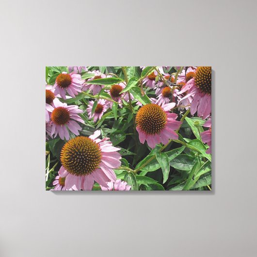 Echinacea Paarse en gele kloonbloemen Canvas Afdruk (Voorkant)