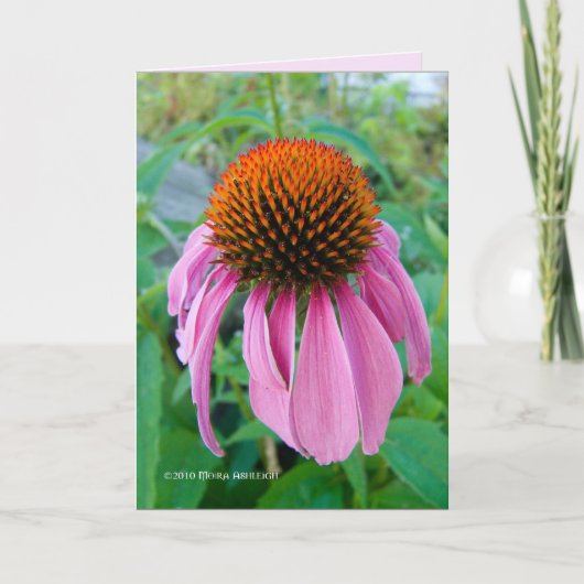 Echinacea Pink Kaart (Voorkant)