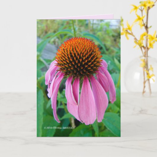 Echinacea Pink Kaart (Gele Bloem)