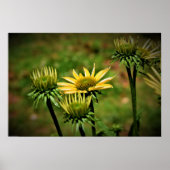 Echinacea, Poster (Voorkant)