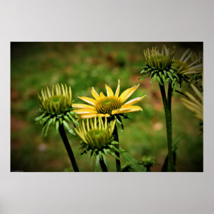 Echinacea, Poster