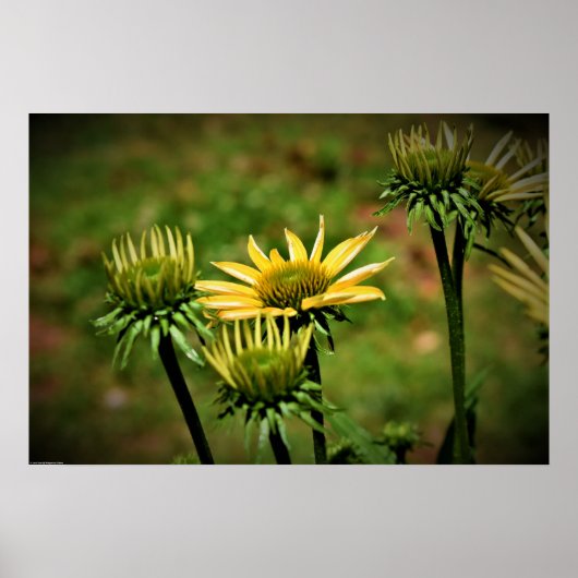 Echinacea, Poster (Voorkant)