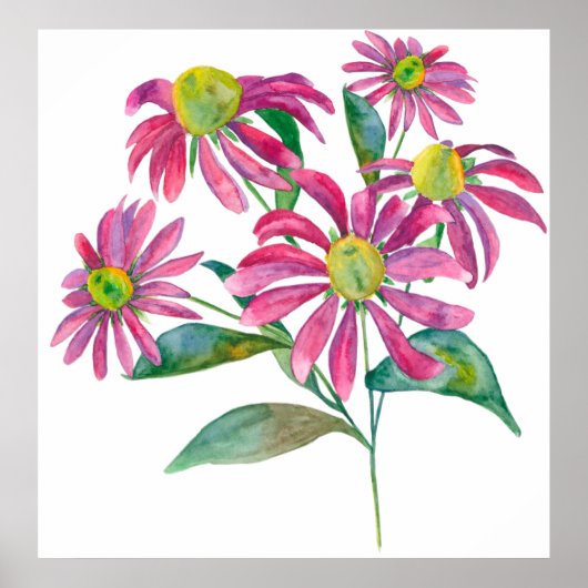 Echinacea Poster (Voorkant)