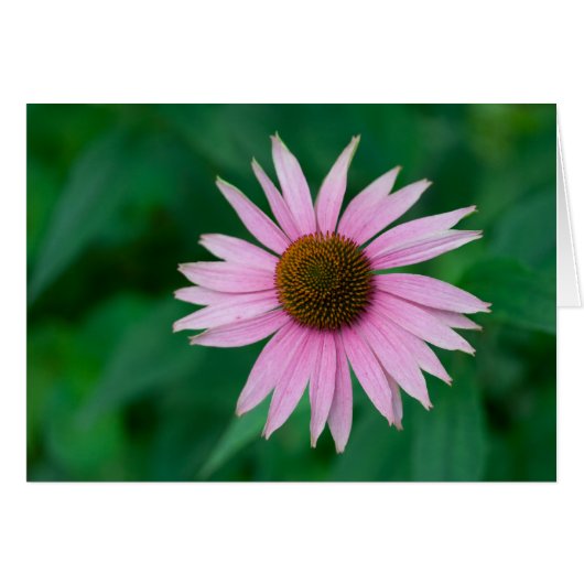 Echinacea purpurea (Voorkant Horizontaal)