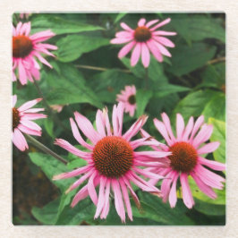 Echinacea purpurea, Paarse zonnebloem Glazen Onderzetter