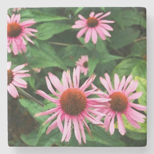 Echinacea purpurea, Paarse zonnebloem Stenen Onderzetter (Voorkant)
