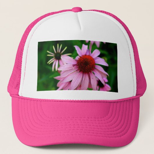 echinacea roze pet (Voorkant)