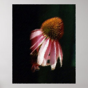 Echinacea Silhouette SK Poster