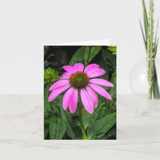 Echinacea @ Stenton House Museum & Garden Bedankkaart (Voorkant)