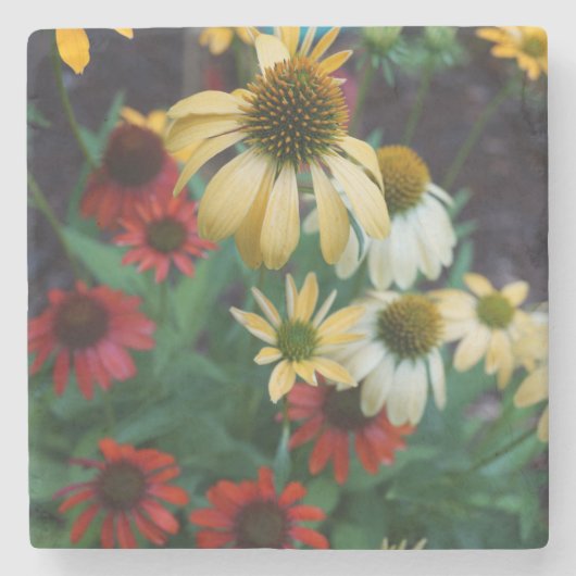 Echinacea Stone Onderzetter (Voorkant)