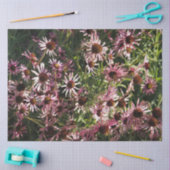 Echinacea Tissuepapier (Craft)