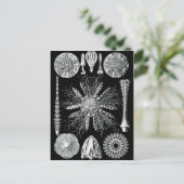 Echinidea Briefkaart (Staand voorkant)