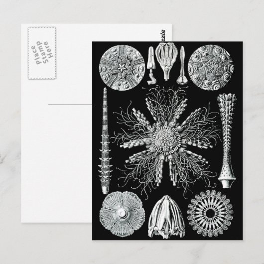 Echinidea Briefkaart (Voorkant / Achterkant)