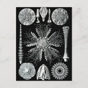 Echinidea Briefkaart