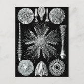 Echinidea Briefkaart (Voorkant)