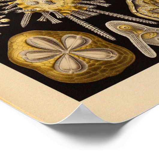 Echinidea-kleur Ernst Haeckel afdrukken Poster (Hoek)