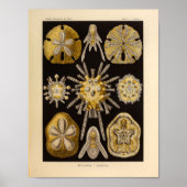 Echinidea-kleur Ernst Haeckel afdrukken Poster (Voorkant)