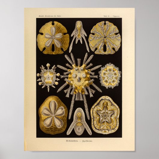 Echinidea-kleur Ernst Haeckel afdrukken Poster (Voorkant)