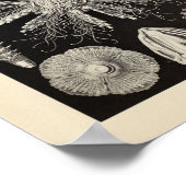 Echinidea-kleur Ernst Haeckel Art afdrukken Poster (Hoek)