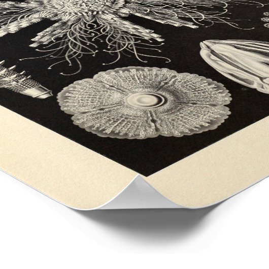  Echinidea-kleur Ernst Haeckel Art afdrukken Poster (Hoek)