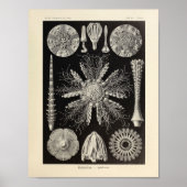  Echinidea-kleur Ernst Haeckel Art afdrukken Poster (Voorkant)
