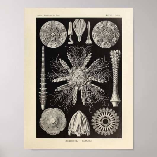 Echinidea-kleur Ernst Haeckel Art afdrukken Poster (Voorkant)
