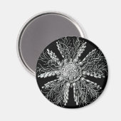 Echinidea Magnet (Voorkant / Achterkant)