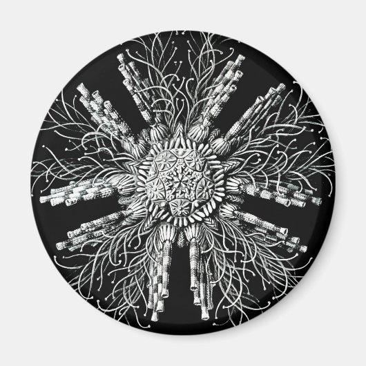 Echinidea Magnet (Voorkant)