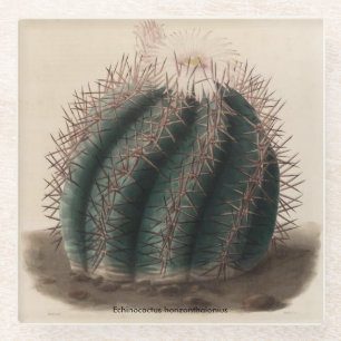 Echinocactus horizontaal thalonius Cactus Onderzet Glazen Onderzetter
