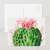 Echinocactus Pentacanthus Cactus  Briefkaart (Voorkant / Achterkant)