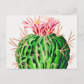 Echinocactus Pentacanthus Cactus Briefkaart (Voorkant)