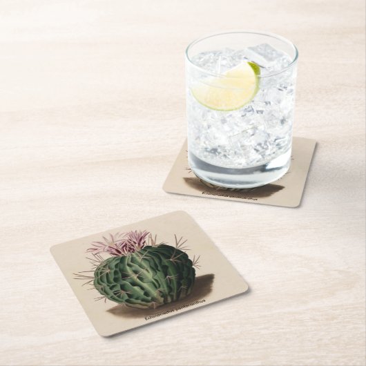 Echinocactus pentacanthus Cactus Onderzetter (Insitu)