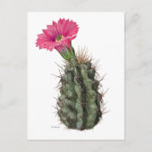 Echinocereus Cactus Mary Emily Eaton Briefkaart (Voorkant)