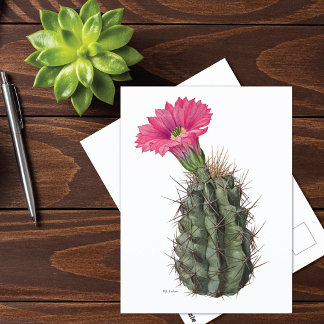 Echinocereus Cactus Mary Emily Eaton Briefkaart