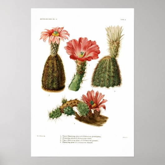 Echinocereus Poster (Voorkant)