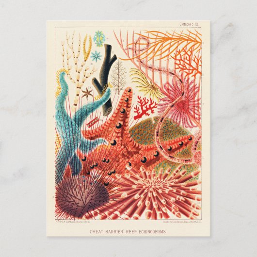 Echinodermen op het Great Barrier Reef Briefkaart (Voorkant)