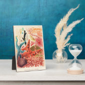 Echinodermen op het Great Barrier Reef Fotoplaat (Zijkant)