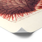 Echinoderms, Great Barrier Reef  art poster (Hoek)