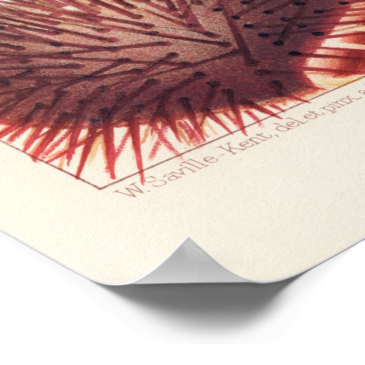 Echinoderms, Great Barrier Reef  art poster (Hoek)