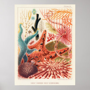 Echinoderms, Great Barrier Reef  art poster