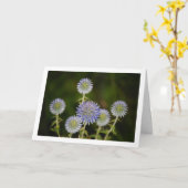 Echinops Sphaerocephalus, Glandular Globe-thistle Kaart (Gele Bloem)