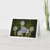 Echinops Sphaerocephalus, Glandular Globe-thistle Kaart (Voorkant)