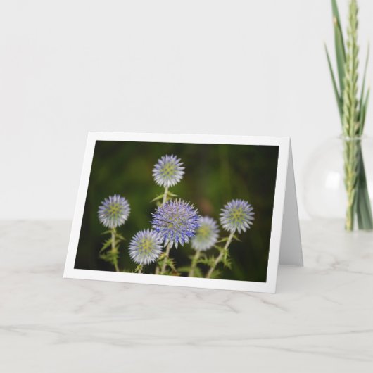 Echinops Sphaerocephalus, Glandular Globe-thistle Kaart (Voorkant)