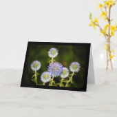 Echinops Sphaerocephalus, Glanduleuze Kogel distel Kaart (Gele Bloem)