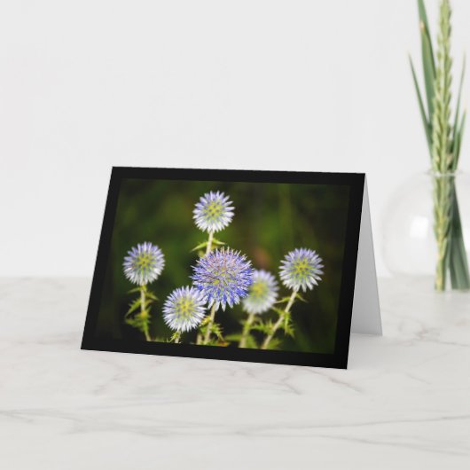 Echinops Sphaerocephalus, Glanduleuze Kogel distel Kaart (Voorkant)